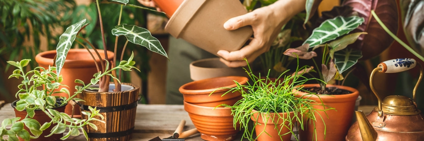 Pots & Planters