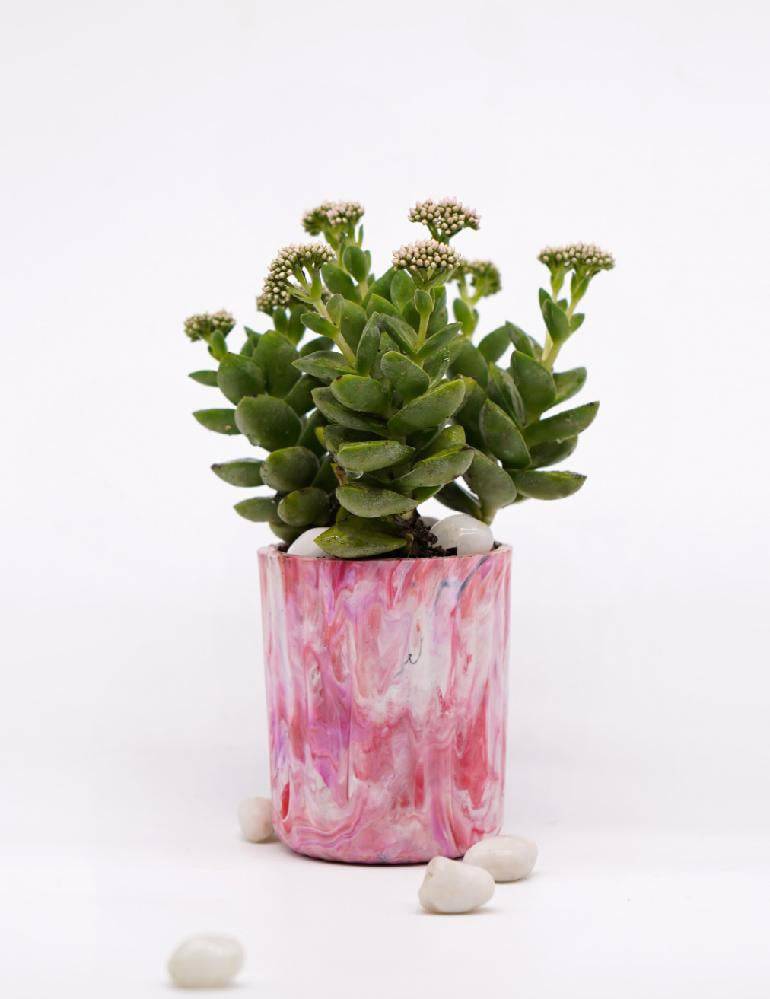 EcoPots Planter - Living Coral